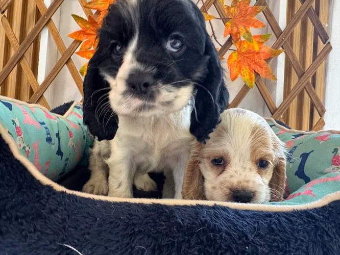 Hermosos cachorros en venta