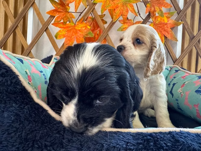 Hermosos cachorros en venta