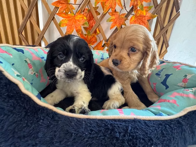 Hermosos cachorros en venta