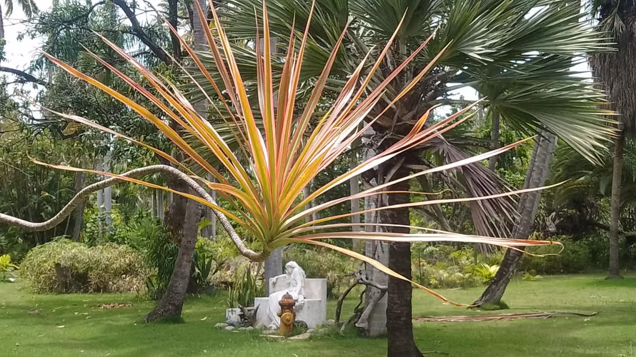 SE VENDE FINCA EN PLAYA BANI