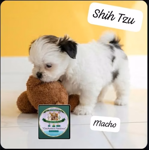 Shih Tzu Mini - Imagen 2