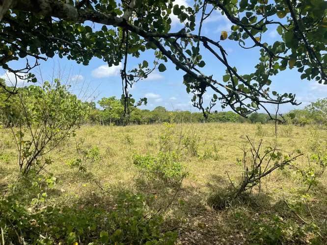 Vendo Finca GANADERA – AGRICOLA de 135 tareas en DON JUAN, MONTE PLATA