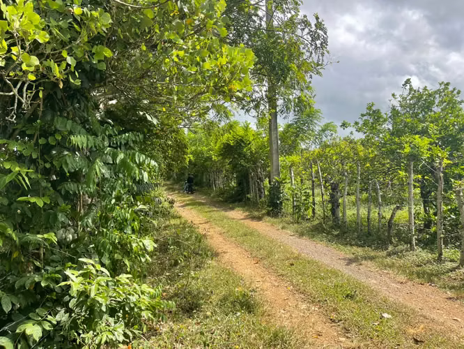 Vendo Finca GANADERA – AGRICOLA de 135 tareas en DON JUAN, MONTE PLATA