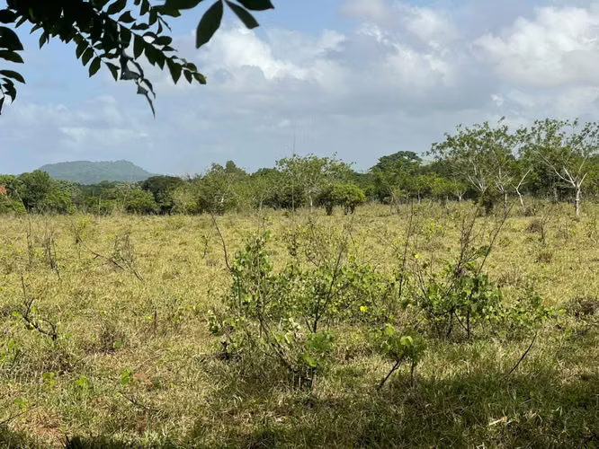Vendo Finca GANADERA – AGRICOLA de 135 tareas en DON JUAN, MONTE PLATA