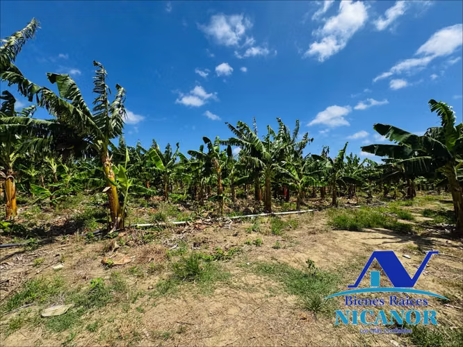 Finca sembrada de platanos en venta