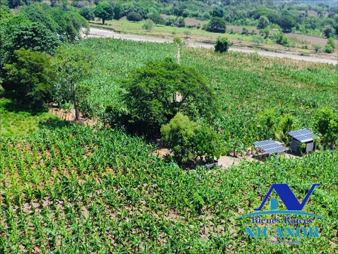 Finca sembrada de platanos en venta