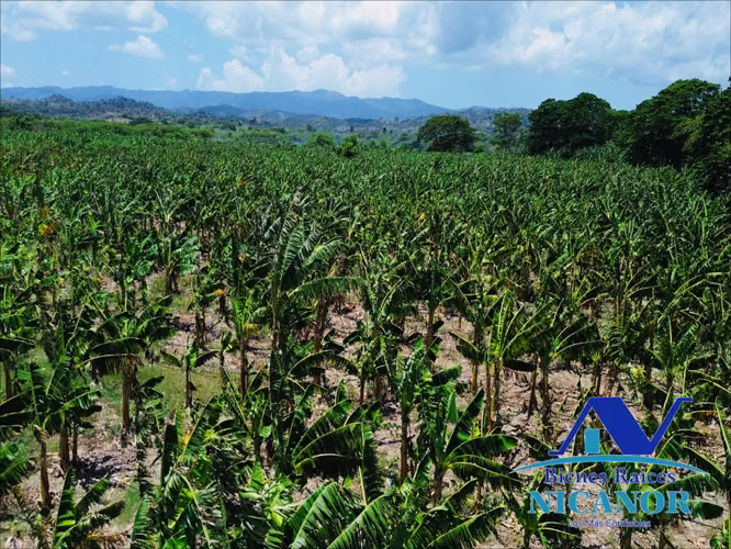 Finca sembrada de platanos en venta