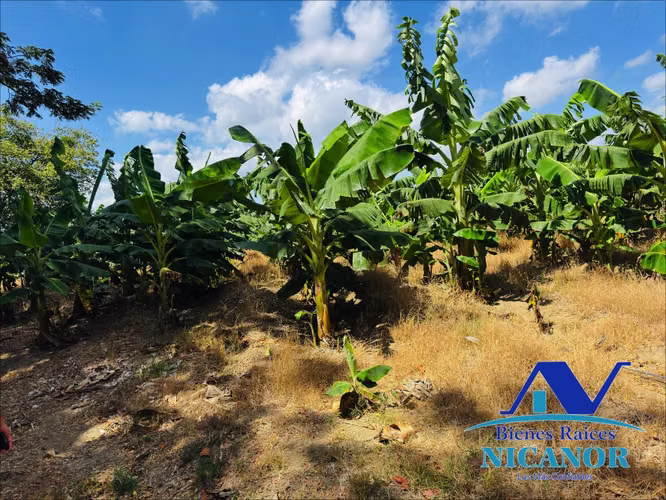 Finca sembrada de platanos en venta