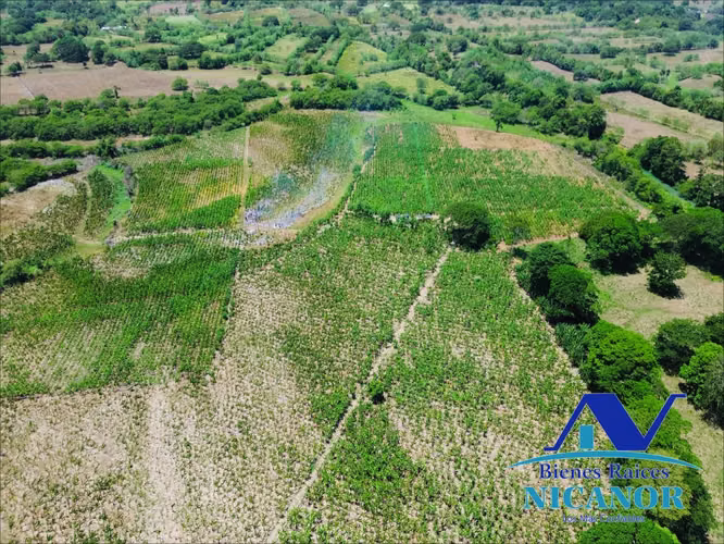 Finca sembrada de platanos en venta