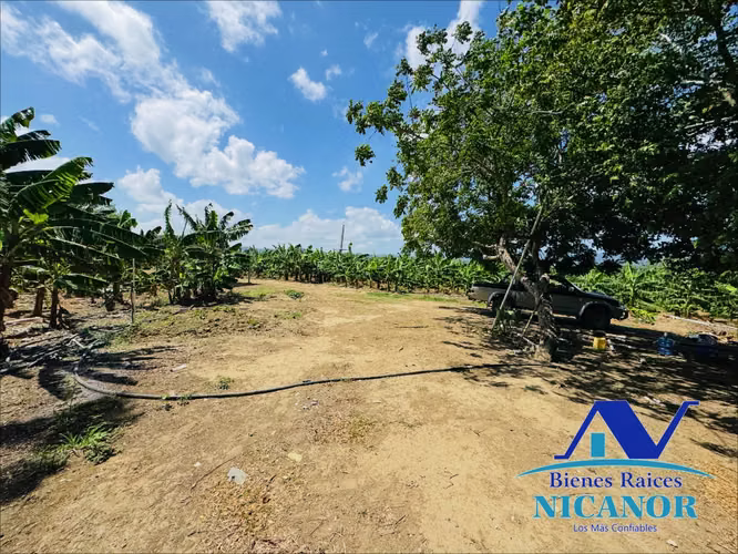 Finca sembrada de platanos en venta
