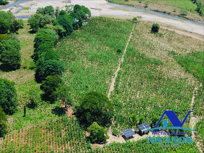 Finca sembrada de platanos en venta