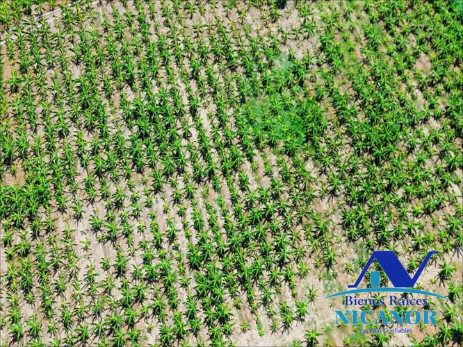 Finca sembrada de platanos en venta