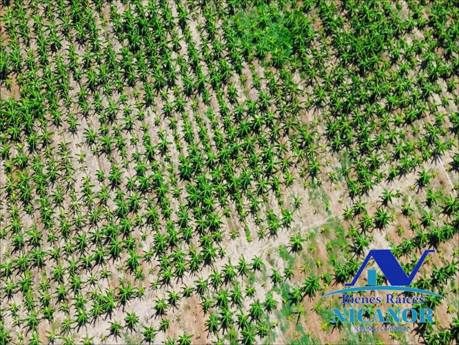 Finca sembrada de platanos en venta