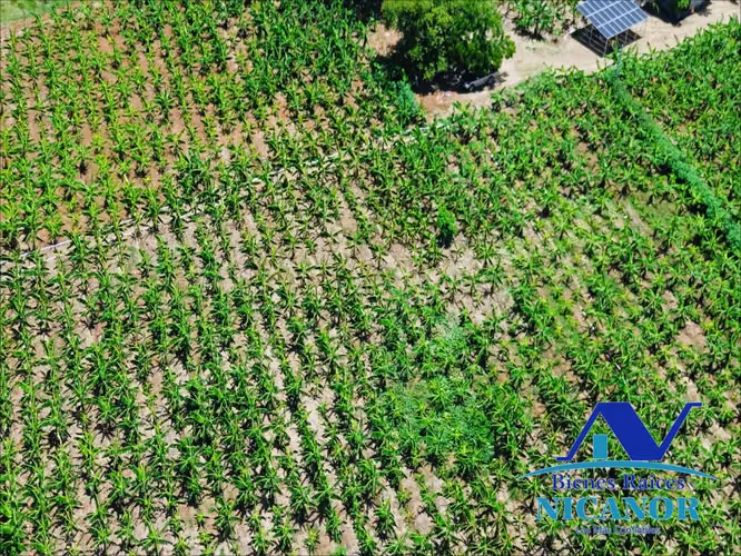 Finca sembrada de platanos en venta