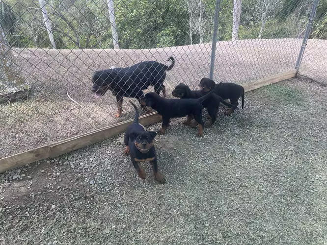 Excelentes cachorros Rottweiler de linaje campeón en venta