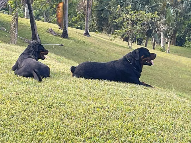 Excelentes cachorros Rottweiler de linaje campeón en venta