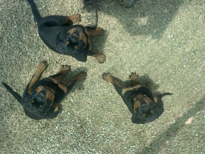 Excelentes cachorros Rottweiler de linaje campeón en venta