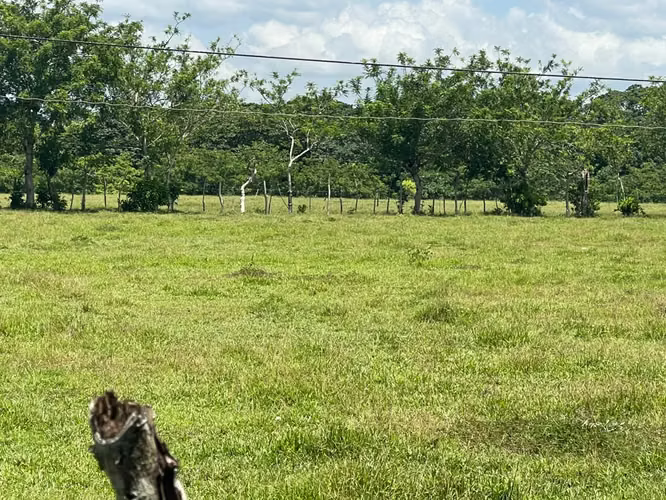 Vendo BELLA  Finca GANADERA CON SUS PASTOS, 245 tareas en DON JUAN, MONTE PLATA - Imagen 10