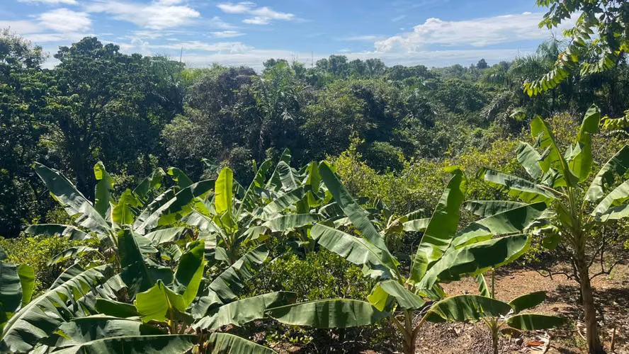 Vendo VILLA CON SU PISCINA + SIEMBRAS EN MONTE PLATA, CON 74 TAREAS - Imagen 13