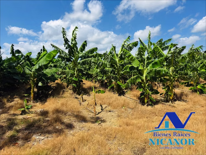 Finca sembrada de platanos en venta - Imagen 7