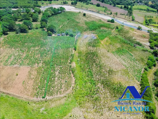 Finca sembrada de platanos en venta - Imagen 5