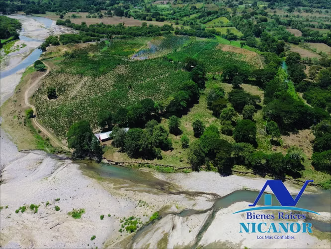 Finca sembrada de platanos en venta