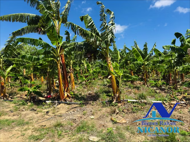 Finca sembrada de platanos en venta - Imagen 6