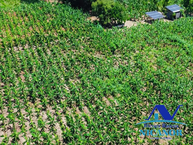 Finca sembrada de platanos en venta - Imagen 2