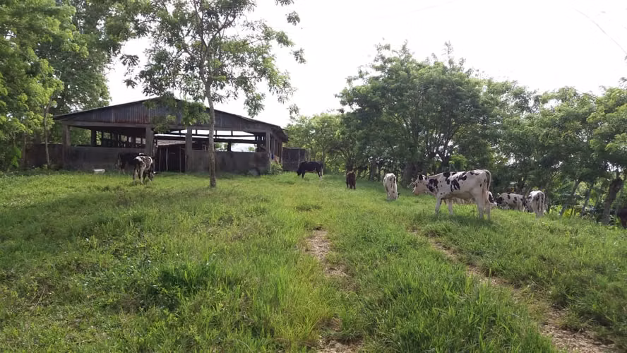 Venta de Finca 474 tareas en Río San Juan- Maria Trinidad Sánchez - Imagen 6