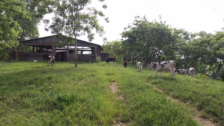 Venta de Finca 474 tareas en Río San Juan- Maria Trinidad Sánchez - Imagen 4