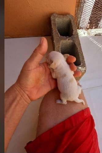 Chihuahua Mini Blano