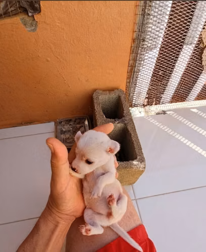 Chihuahua Mini Blano