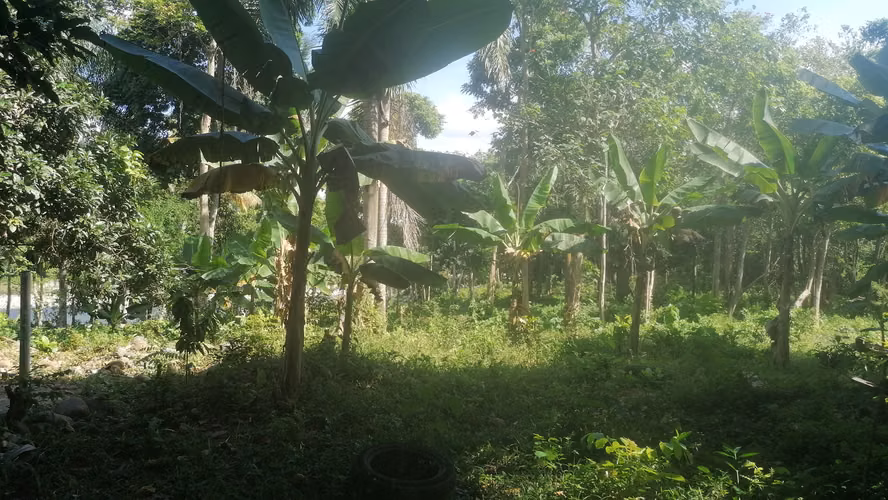 Venta de Finca Los Montones, Hato Dama San Cristóbal, Republica Dominicana