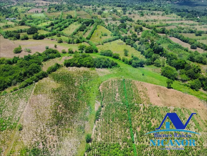 Finca de 390 tareas sembrada de platanos en venta imbert puerto plata  - Imagen 8