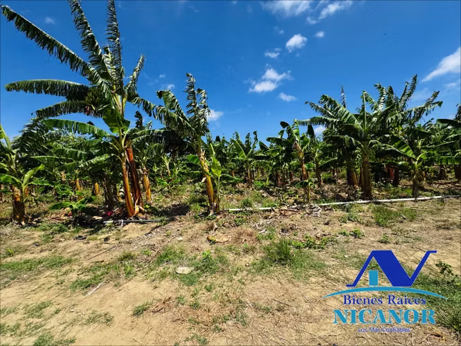 Finca de 390 tareas sembrada de platanos en venta imbert puerto plata  - Imagen 14