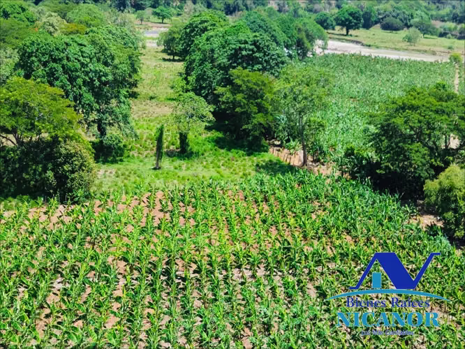 Finca de 390 tareas sembrada de platanos en venta imbert puerto plata  - Imagen 3