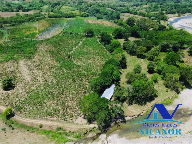Finca de 390 tareas sembrada de platanos en venta imbert puerto plata  - Imagen 9
