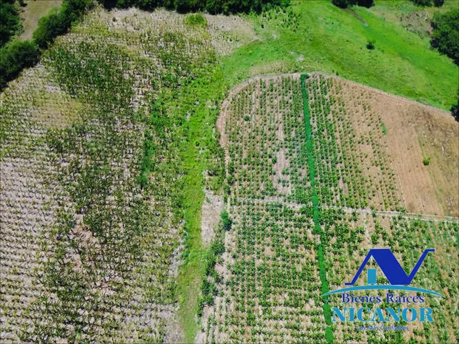 Finca de 390 tareas sembrada de platanos en venta imbert puerto plata  - Imagen 6
