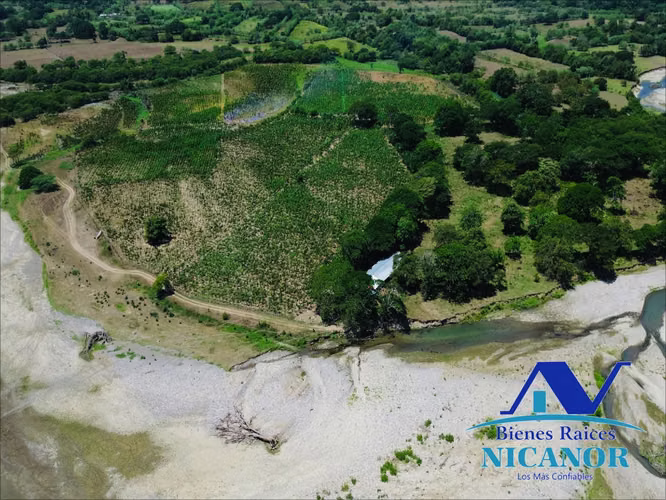 Finca de 390 tareas sembrada de platanos en venta imbert puerto plata 