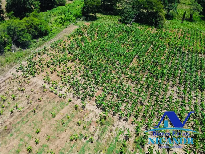 Finca de 390 tareas sembrada de platanos en venta imbert puerto plata  - Imagen 15