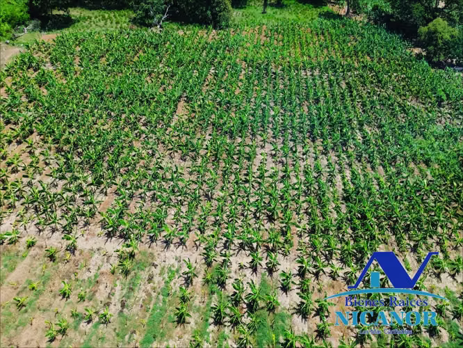 Finca de 390 tareas sembrada de platanos en venta imbert puerto plata  - Imagen 2