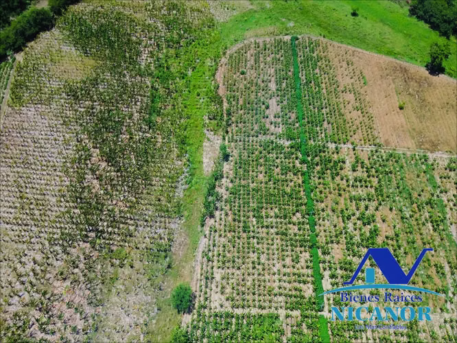 Finca de 390 tareas sembrada de platanos en venta imbert puerto plata  - Imagen 5