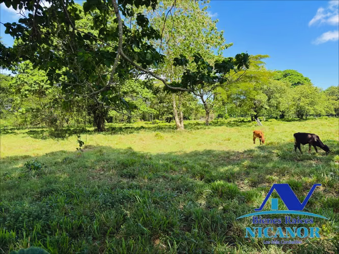 Finca de 390 tareas sembrada de platanos en venta imbert puerto plata  - Imagen 10