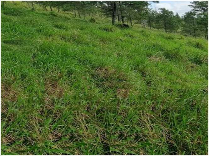 Vendo 243,000 Mts.2 en 3 Terrenos, BUENA VISTA, JARABACOA, Cerca del RAQUET CLUB - Imagen 2