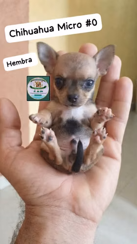 Chihuahua Micro hembra 
