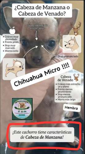 Chihuahua Micro hembra 