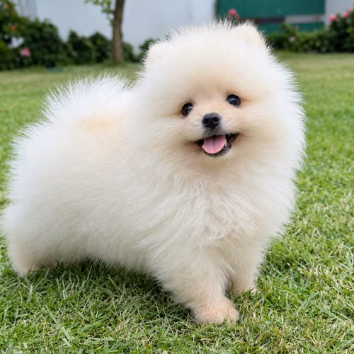 POMERANIA CON PEDIGRÍ | VEAS POMS 