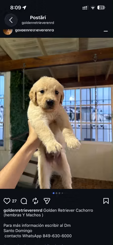 Golden Retriver  - Imagen 2