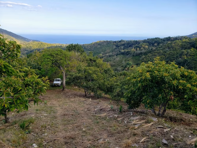 Vendo Finca de AGUACATE en Paraíso, BARAHONA, 255,600 Mts.2, VISTA AL MAR (en Producción) - Imagen 7