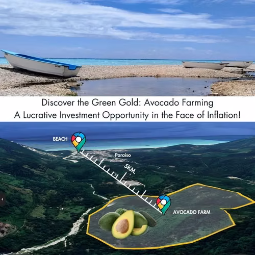 Vendo Finca de AGUACATE en Paraíso, BARAHONA, 255,600 Mts.2, VISTA AL MAR (en Producción) - Imagen 10
